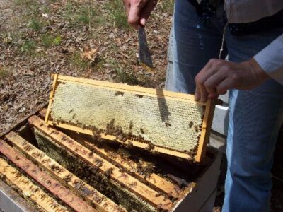 Basic Needs Of A Honey Bee Colony…A Start Image